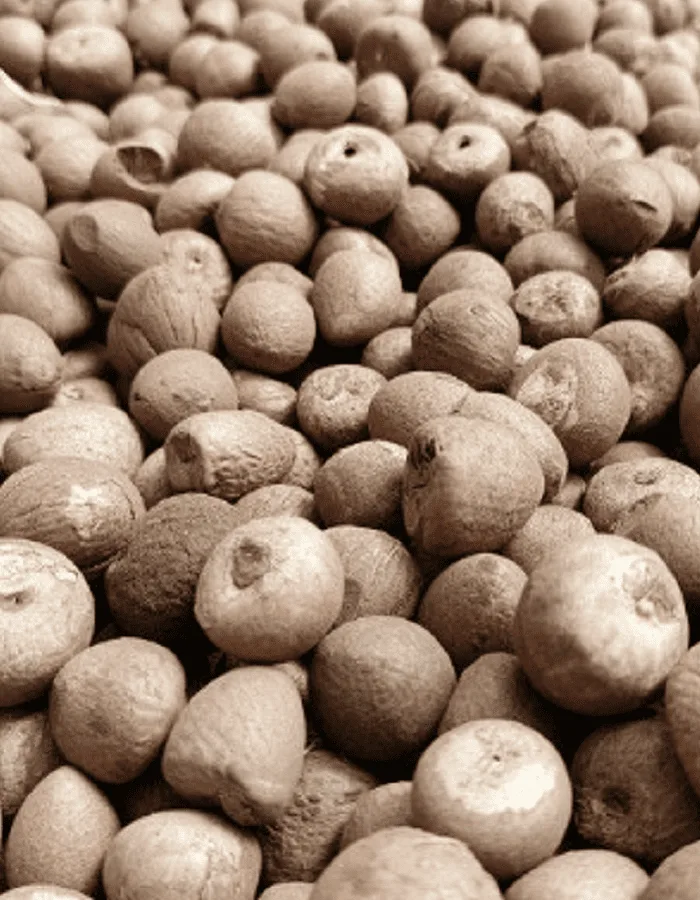 Betel Nut (70% Good Cut)