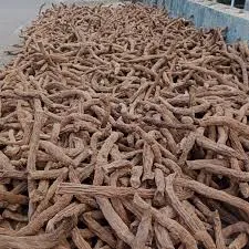 Homalomena Root